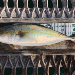 懲りずにショアジギング