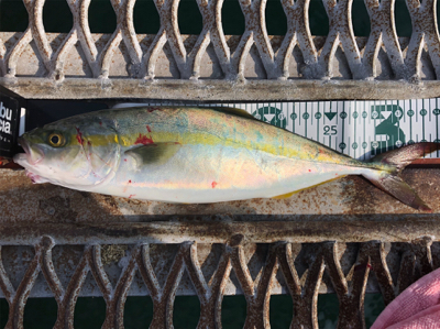 懲りずにショアジギング