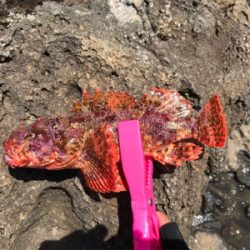 根魚活性高し！