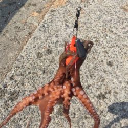 タコぼちぼち。