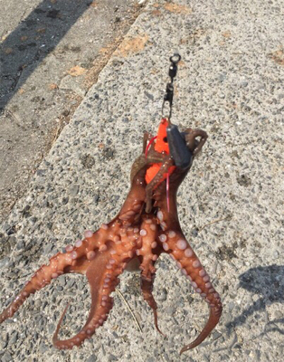 タコぼちぼち。