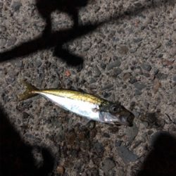 ナイトアジング