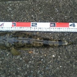 阿南市でマゴチ