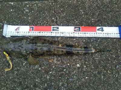 阿南市でマゴチ