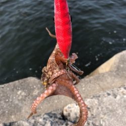 タコ タコ タコ