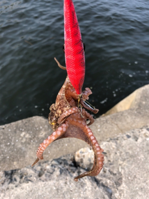 タコ タコ タコ