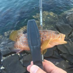 オールリリース