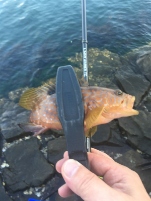 オールリリース