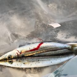 カマス釣れ始めました！