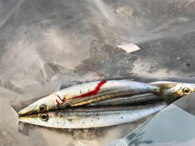 カマス釣れ始めました！