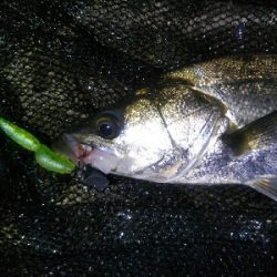 河口でシーバス