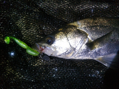 河口でシーバス