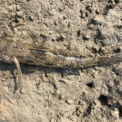 河口ライトゲーム