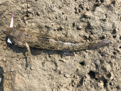 河口ライトゲーム