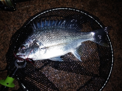 チニング遂にキター