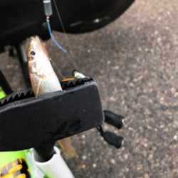 台風前のキス釣り