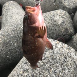 シーバス狙いが(T . T)