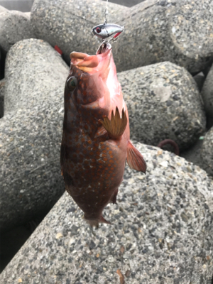 シーバス狙いが(T . T)