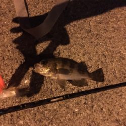 サビキ＆メバリング