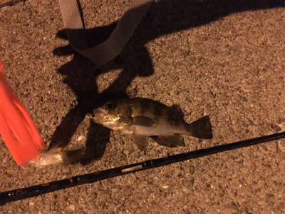 サビキ＆メバリング