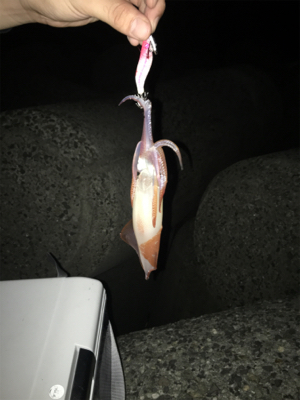 ケンサキ釣れたよ！