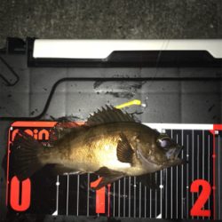 不発メバリング