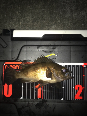 不発メバリング