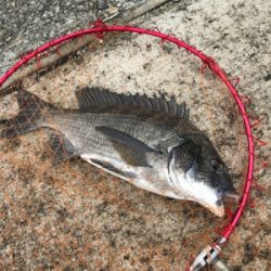 台風後入れ食いだ！