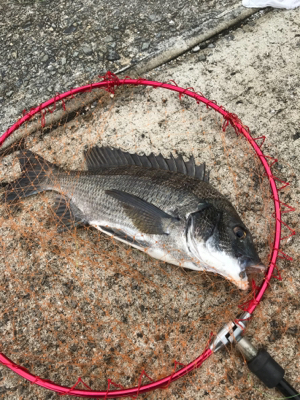 台風後入れ食いだ！