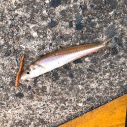 パワーイソメでもキス釣れる