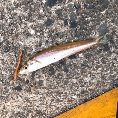 パワーイソメでもキス釣れる