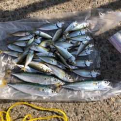 台風後のサビキ