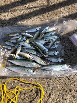 台風後のサビキ