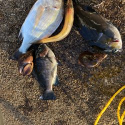 息子とちょい投げ