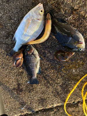 息子とちょい投げ