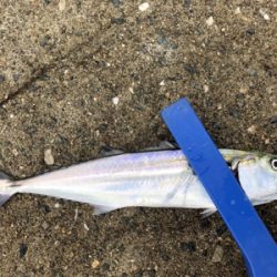 台風一過からのミニサゴシ他^_^