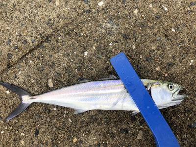 台風一過からのミニサゴシ他^_^