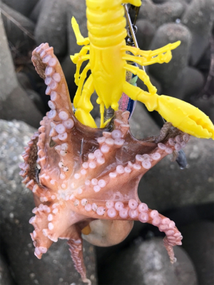 今日は、まぁまぁ！