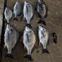 夕まずめ落とし込みで