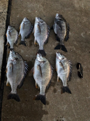 夕まずめ落とし込みで