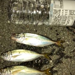 アジ今日もいたよ