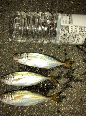 アジ今日もいたよ