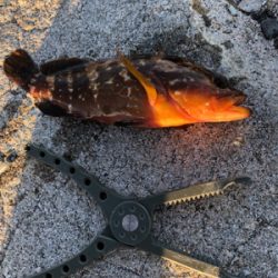 青物狙いでしたが…