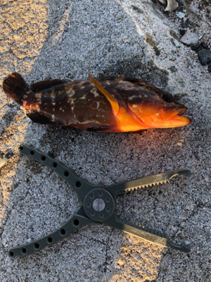 青物狙いでしたが…