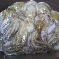 台風一過でオクトパッシング