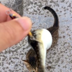 台風後の爆釣狙い