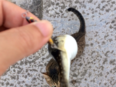 台風後の爆釣狙い