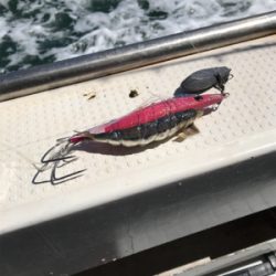 タコ釣り  今年は・・・