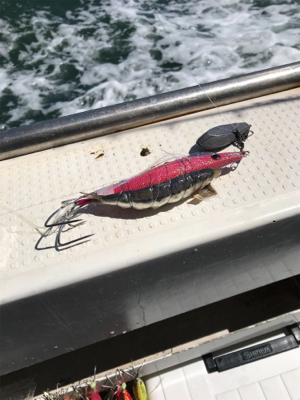 タコ釣り  今年は・・・