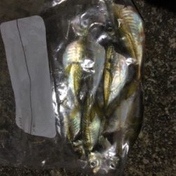 豆アジング‼️